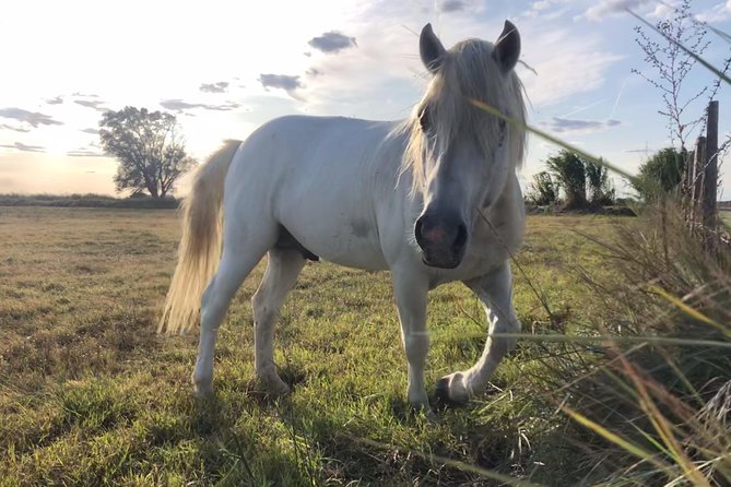 Safari 4x4 Camargue 2 Hours - Saintes Maries De La Mer - Private Tour - Camargue Horse Clarification