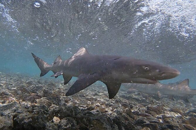 Sal Island: Shark Bay Shark Watching Experience From Santa Maria - Cancellation and Refund Policy