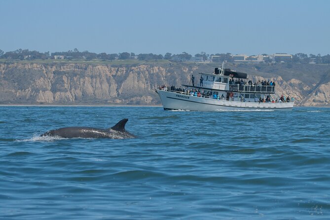 San Diego Whale Watching Tour - Cautions and Medical Conditions