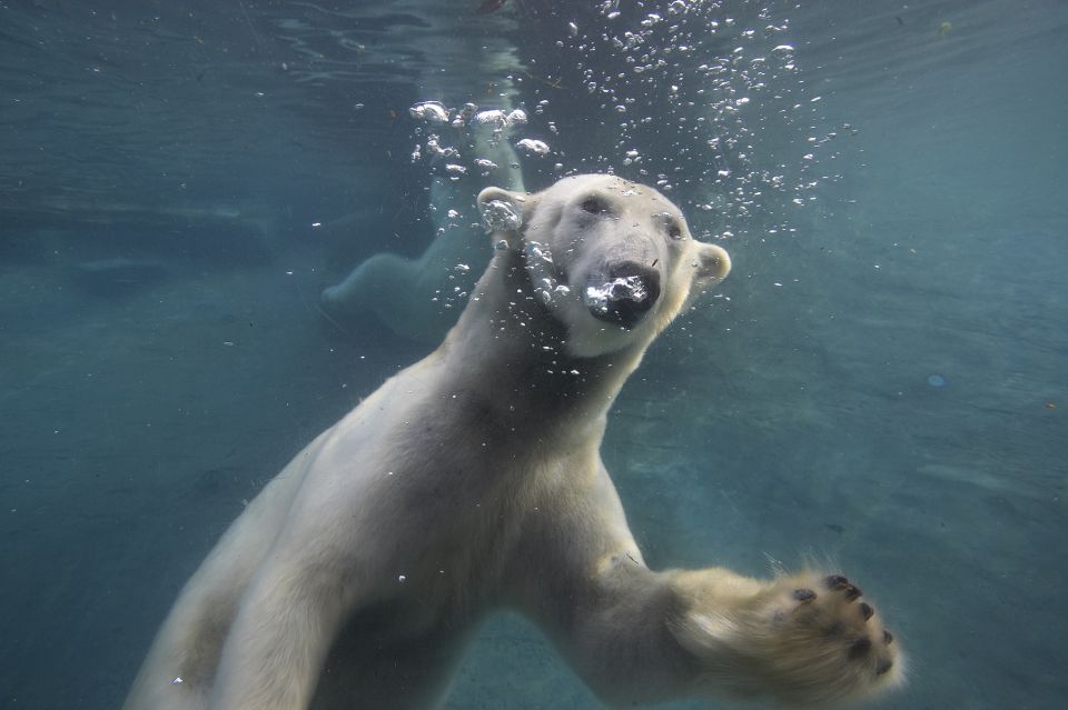 San Diego Zoo: 1-Day Admission Ticket - Visitor Information and Accessibility