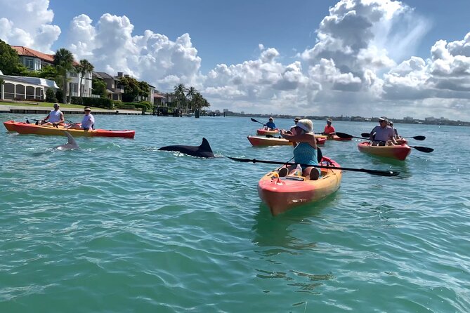 Sarasota Mangrove Tunnel Guided Kayak Adventure - Wildlife Sightings