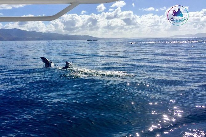 Sea Trip and Observation of Cetaceans, Dolphins in Small Groups - Customer Service and Complaints