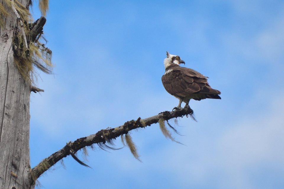 Seattle: Whidbey Island Deception Pass + Winter Birding Trip - Birdwatching at Skagit Valley