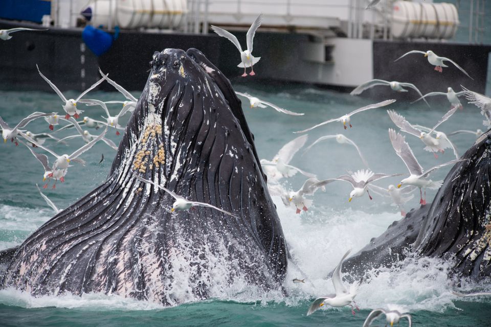 Seward: Kenai Fjords National Park Extended Cruise - Age and Accessibility Restrictions