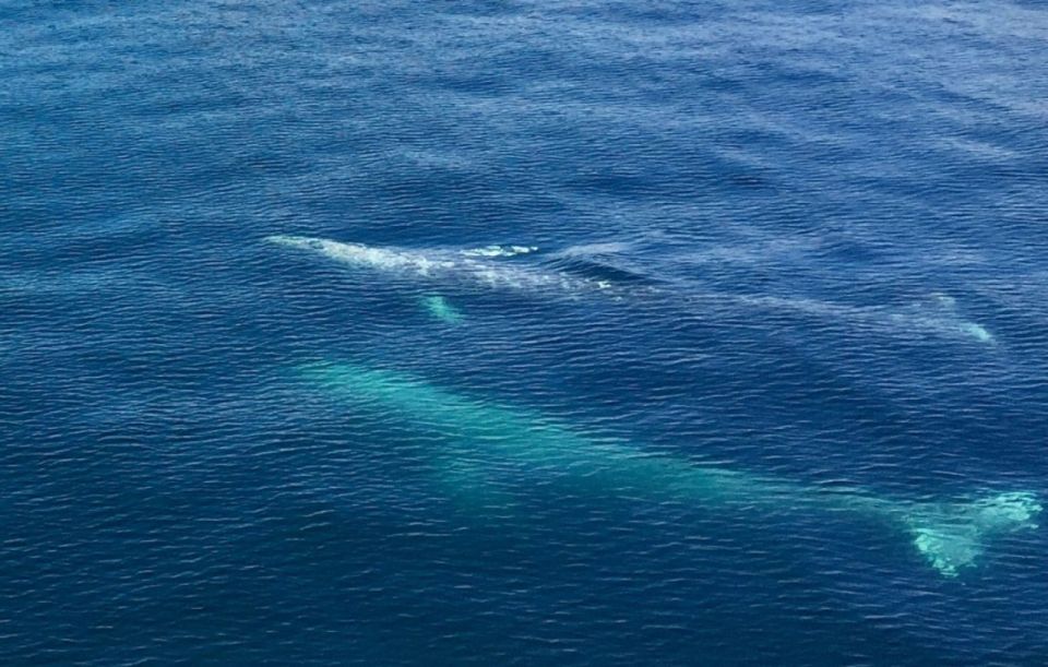 Seward: Spring Wildlife Guided Cruise With Coffee and Tea - Highlights of the Cruise