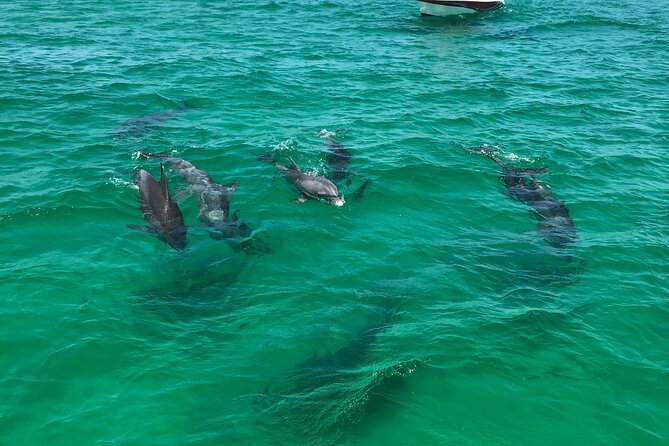 Shell Island Snorkel and Dolphin Catamaran Cruise With Island Time - Exploring the Gulf of Mexico