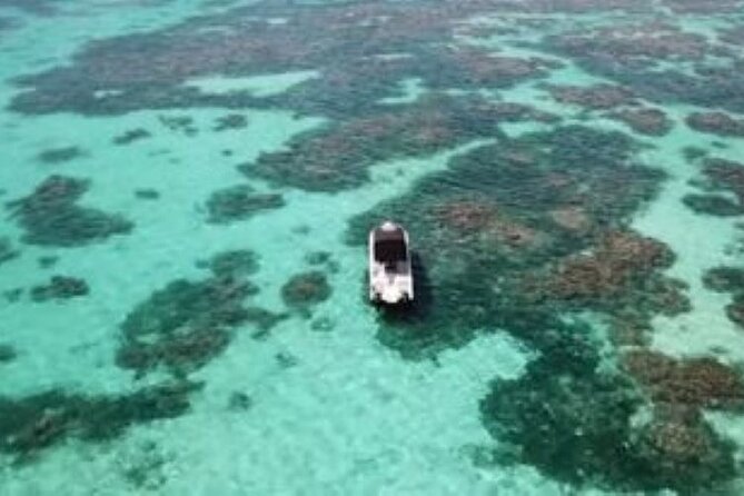 Small Day Cruise (Islet, Mangrove, Coral Reef) - Discover the Mangrove