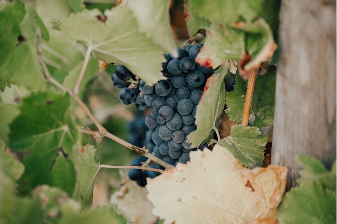 Small Group Wine Tour in the Vineyards of the Gulf of St-Tropez - Highlights of the Tour