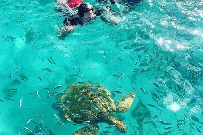 Snorkeling With Giant Turtles, the Red Church, Pamplemousses Garden & Port Louis - Recommendations and Considerations