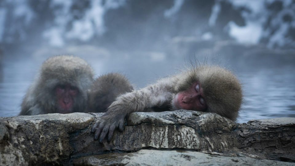 Snow Monkey, Zenko Ji Temple, Sake in Nagano Tour - Inclusions