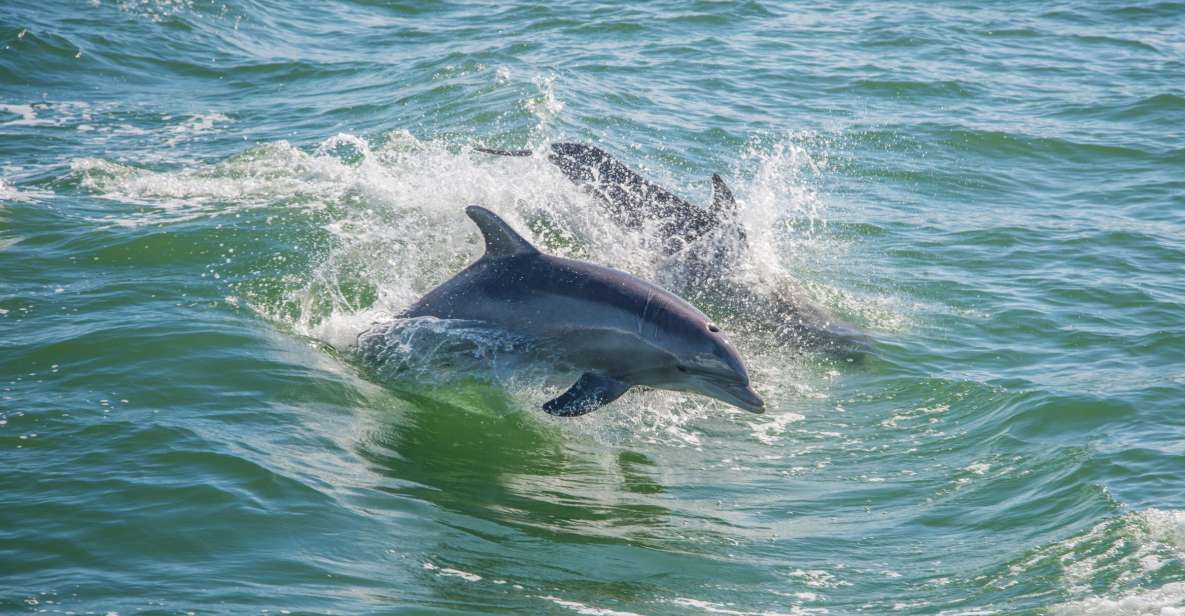 St. Petersburg, FL: Private 2-Hour Dolphin Watching Cruise - Cancellation Policy