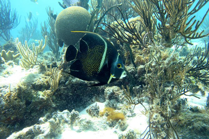 Starfish Point, Stingray City-Sandbar & Coral Gardens - Tour Schedule and Duration