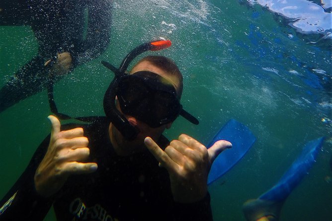 Swim With Seals - Snorkeling With Seals