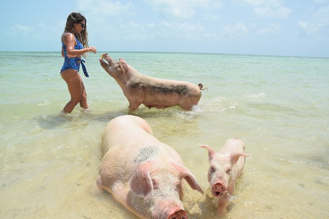 Swimming With Pigs in Nassau, Transportation Included - Lunch and Refreshment