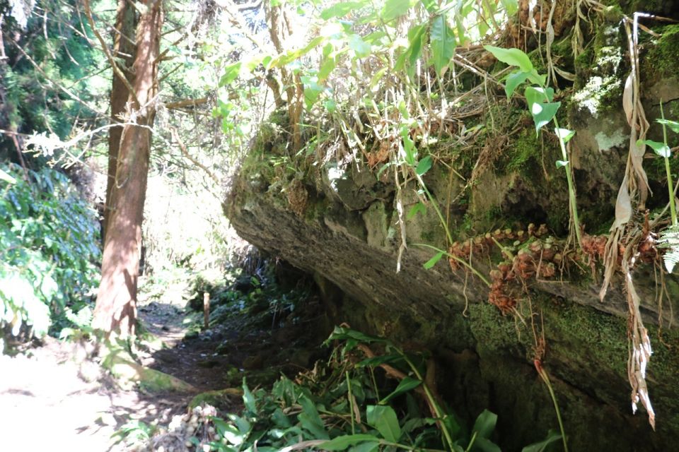 Terceira Island: Walking Trails Hiking Tour - Participant Suitability and Preparation