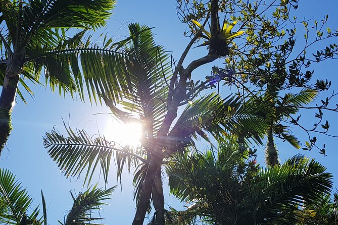 The Best of Puerto Rico Private Day Tour - Pinones Lagoon and Rio Grande