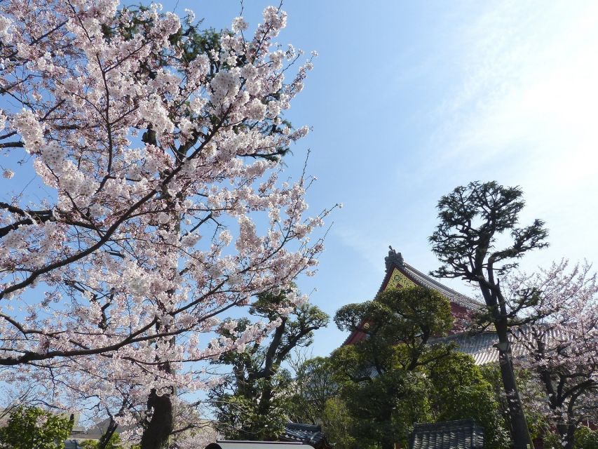 Tokyo: Private Cherry Blossom Experience - Discovering Uenos Retreat