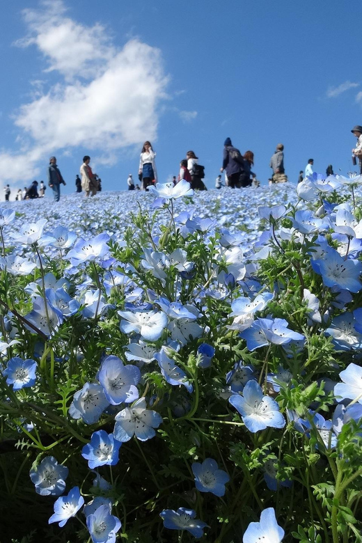 Tokyo:Hitachi Seaside Park/Oarai Isosaki Shrine Private Tour - Transportation and Pickup