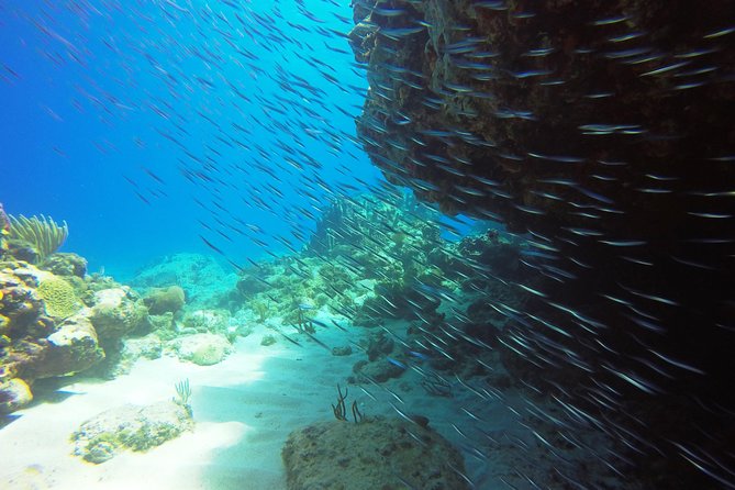 Two-Tank Dive for Certified Diving in St Thomas - Restrictions and Recommendations