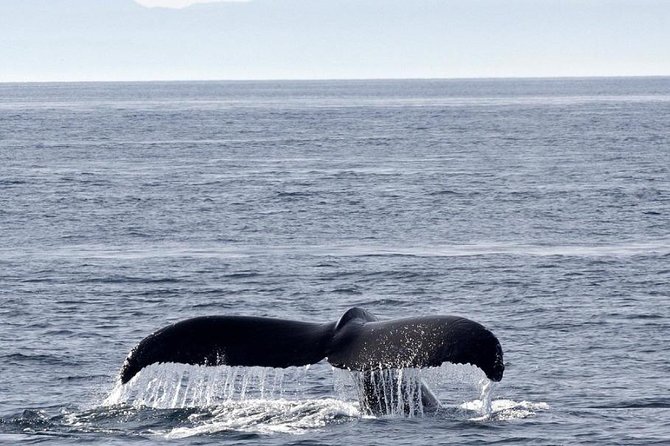 Victoria Shore Excursion: Whale-Watching Cruise With Expert Naturalist Guides - Tour Inclusions and Capacity