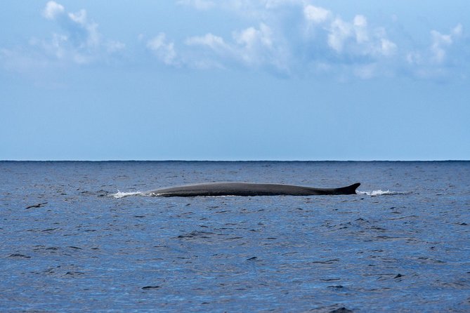 Whale and Dolphin Watching on Tercera Island - Pricing and Cancellation Policy