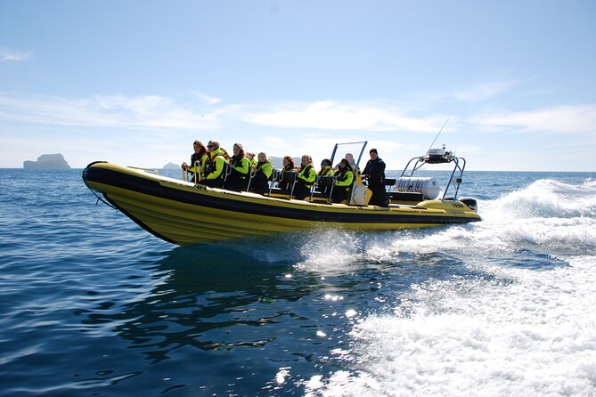 Whale Watching by RIB Speedboat From Downtown Reykjavik - Wildlife Sightings