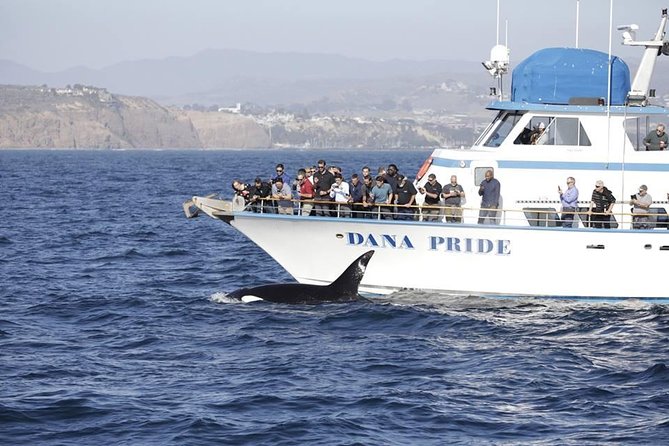 Whale Watching Excursion in Dana Point - Suggestions for Improvement