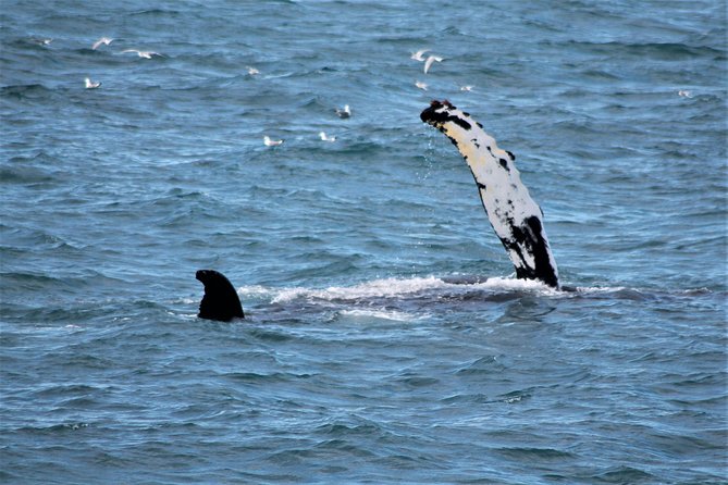 Whale Watching Tour With Professional Guide From Reykjavik - Tour Duration and Group Size