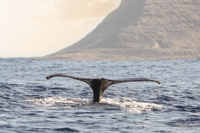 Wild Dolphin Watching and Snorkel Safari off West Coast of Oahu - Exploring Oahus Marine Ecosystem