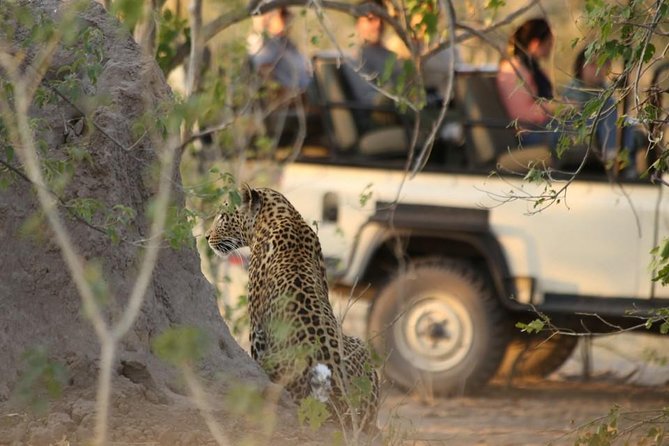 2-Day Camping Safari in Chobe National Park From Victoria Falls - Customer Feedback and Testimonials