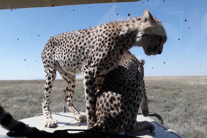 2 Days Group Joining Camping Safari Tarangire Park and Ngorongoro Crater - Cancellation and Flexibility