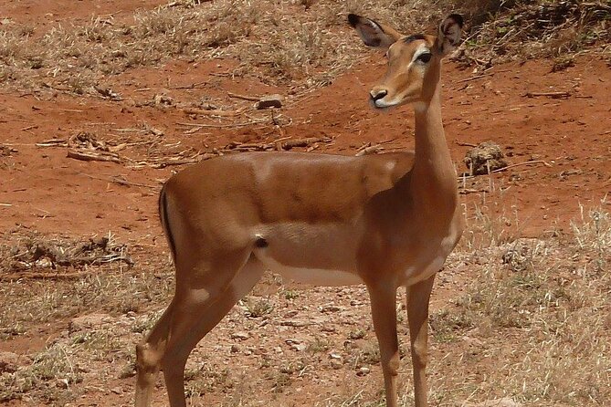 3 Day Maasai Mara Shared Safari - Reviews and Operator