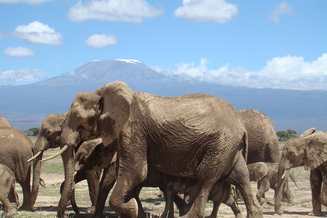 3 Days, 2 Night Amboseli Safari - Guest Reviews