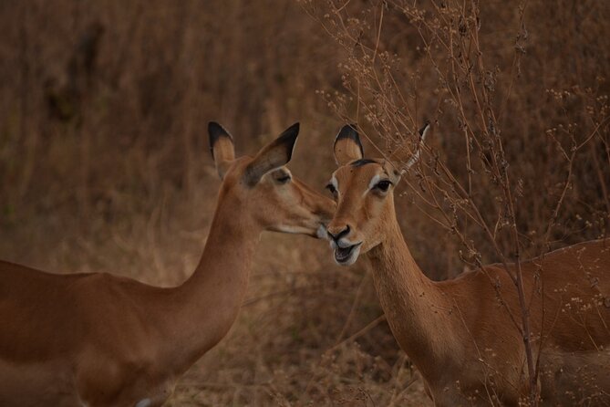 4 Days Tanzania Lodge Safari With Two Nights at Serengeti - About Meijo Safaris