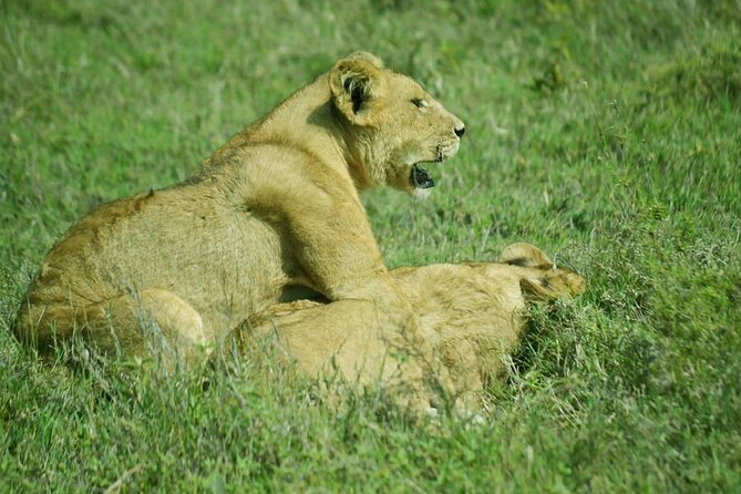 5-Day Ngorongoro Crater and Lake Manyara Safari From Arusha - Pricing and Guarantees