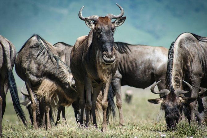 7-Day Maasai Mara, Lake Nakuru, Lake Naivasha and Amboseli Safari From Nairobi - Additional Costs and Exclusions