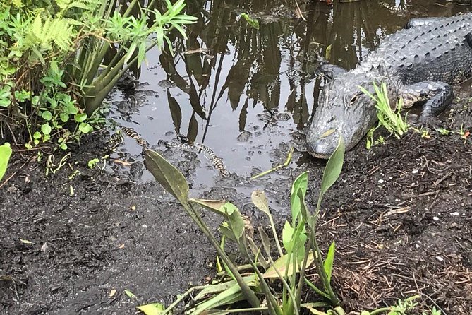 90 Minute Everglades Airboat Tour Near Orlando Florida - Everglades Ecosystem Insights