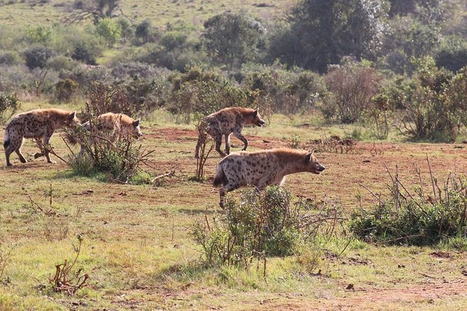 Addo Elephant National Park From Port Elizabeth - FD01 - Positive Guest Reviews