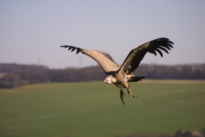 Admission Pass to Eagle Heights in Kent - Wildlife Foundation Background