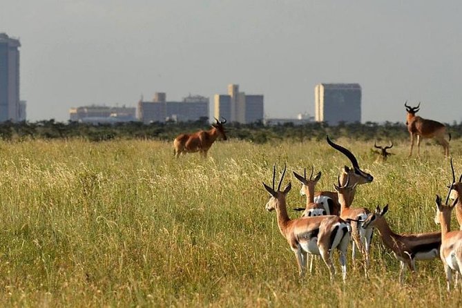 Afternoon Half Day Mini Safari to Nairobi National Park - Transportation