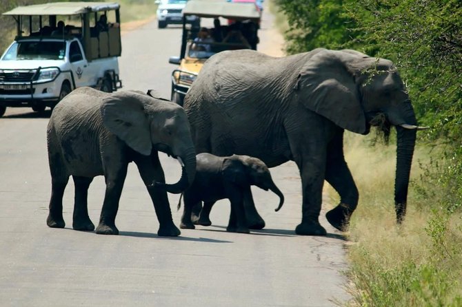 Big 5 Kruger National Park 2 Days Safari From Johannesburg - Highlights of the Safari