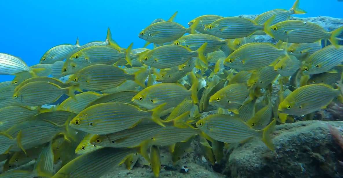 Caniço: Garajau Nature Reserve Guided Snorkeling Tour - Learn From Expert Guide