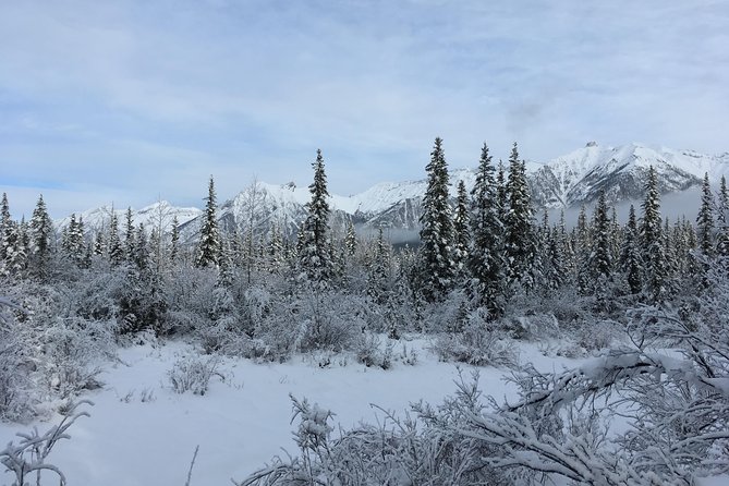 Canmore: Wilderness & Wildlife Hiking Tour - 3hrs - Certified Guide and Expertise