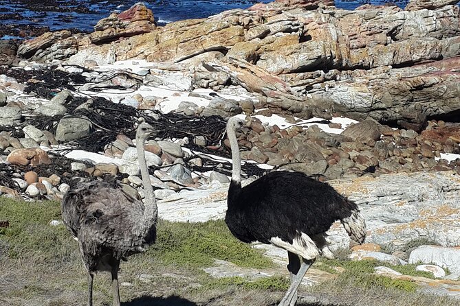 Cape of Good Hope and Cape Winelands Day Tour From Cape Town - Visit to Cape Point