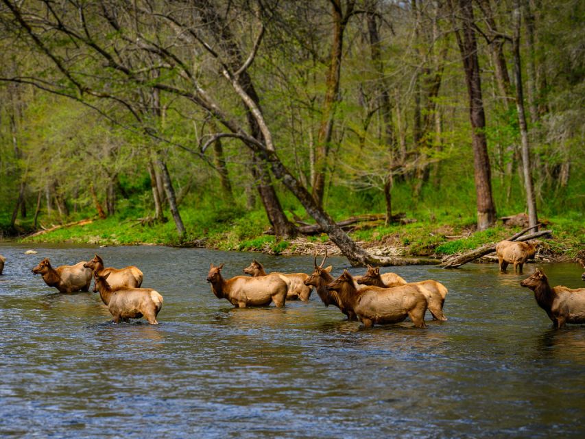 Capture the Majesty of the Blue Ridge: A Scenic Driving Tour - Recommendations for Side Trips and Discoveries