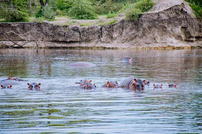 Day Safari Tour to Mikumi National Park - Memorable Safari Highlights