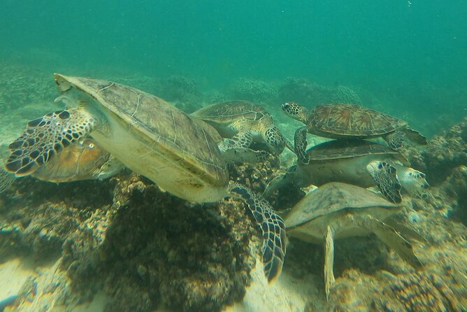 Daymaniyat Islands Snorkeling Adventure From Muscat - About the Operator