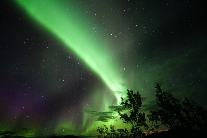 Discover Whitehorse With Northern Lights and Yukon Wildlife Tour - Wildlife Viewing Tour