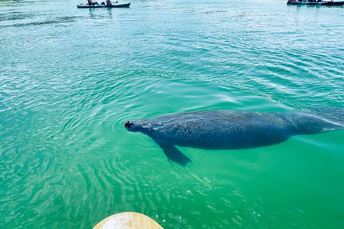 Dolphin and Manatee Adventure Tour of Fort Myers - Lowest Price Guarantee and Cancellation Policy