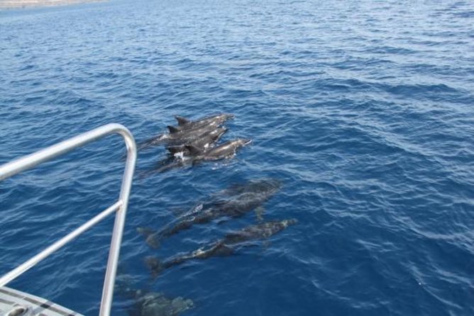 Dolphin and Whale Watching Cruise From Puerto Rico, Gran Canaria - Transportation and Accessibility